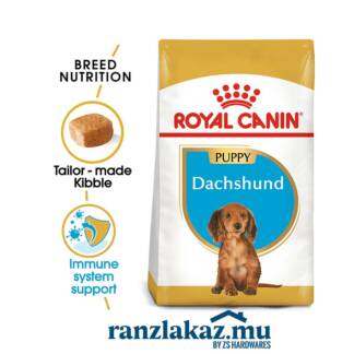 Dachshund